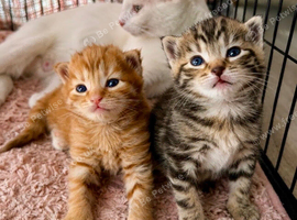 Two fluffy kittens!
