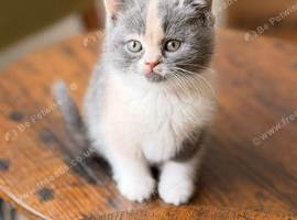 British shorthair kittens
