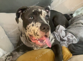 Doggie for sale-