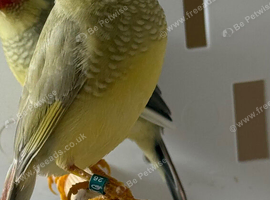Two hen Starfinches