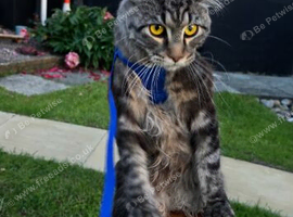 Kitten big boy maine coon