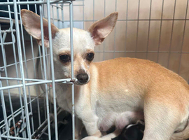 Beautiful smooth hair chihuahua puppies