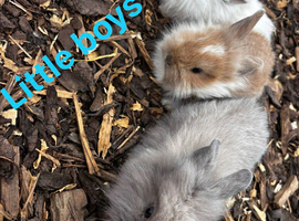 Beautiful baby bunnies ready now.