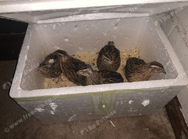 female and male quails
