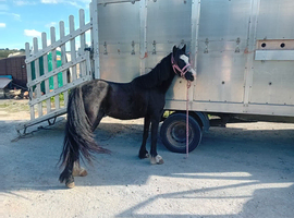 Ride n drive pony