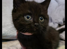 Bsh
