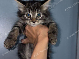 Urgent 2 kittens