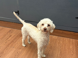 Miniature poodle bitch