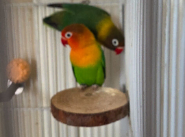 Breeding pair of Fischer Lovebirds