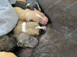 Cane corso x staff puppies