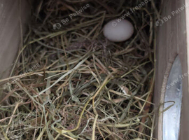 100% breeding lovebird pair