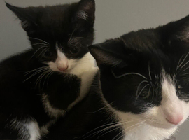 Beautiful Tuxedo Kittens