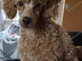 Apricot Toy poodle pup male