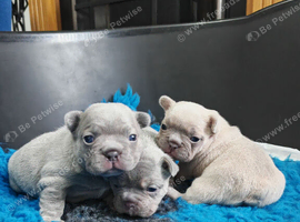 French bulldog puppies