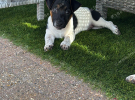 Jack Russel pups