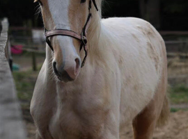 smart palomino gelding youngster for sale