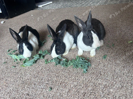 6 rabbits for rehoming and guinea pigs