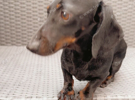 Mini dachshund boy Rolo