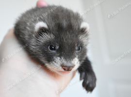 Very Friendly Part Angora ferret kits searching for homes