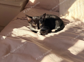 1 female kitten available immediately