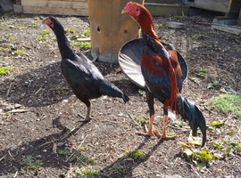 Shamo game birds