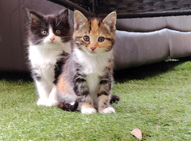 Kittens