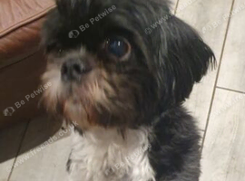 Shihtzu boy 7 years old