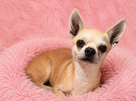 Beautiful chihuahua female smoothcoat