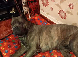 Cane corso for stud