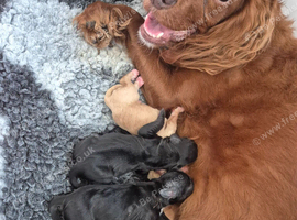 Cockerpoo x cocker spaniels puppies