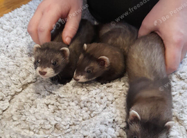 Three polecat jills 12 weeks.