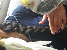 Two male cockatiels for sale!!