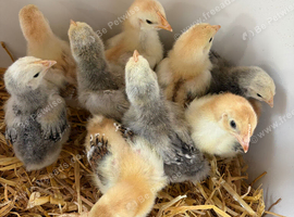 Orpington Chicks