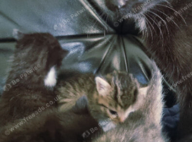 Kittens available to reserve