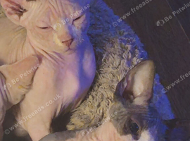 beautiful Sphynx kittens