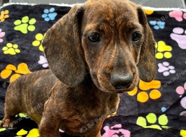 Dachshund Puppies looking for their forever homes