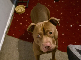 Brown cane corso