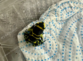 Blue foot leucomelas froglets