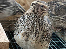Adult females jumbo Coturnix quails for sale