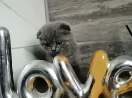 2 Scottish fold boys