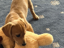 Chiweenie