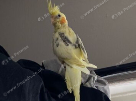 Baby handtame Lutino lineolated parakeets
