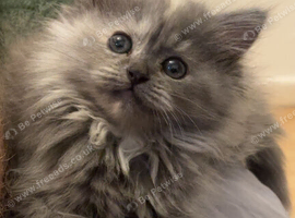 Maincoon x Persian