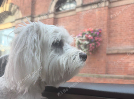 Maltese dog 1 year old