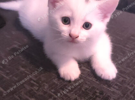 2 beautiful male white kittens