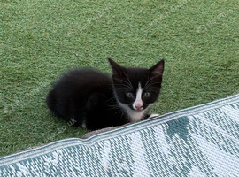 I have 5 beautiful kitten READY TO LEAVE