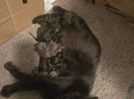 Kittens for sale.