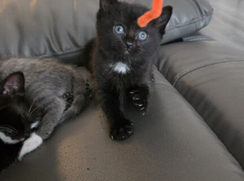 3 kittens left. Reduced price. Ready 28th May