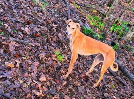 Lady looking for her forever home