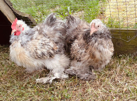 Silkie feathered Pekins
